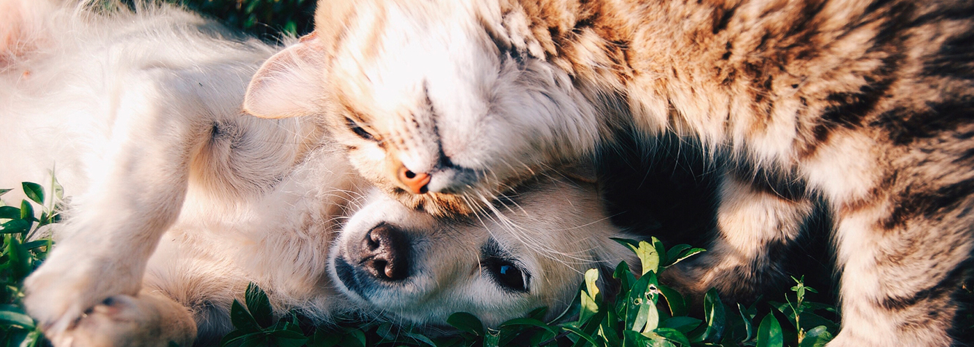La mejor atención para tus animales